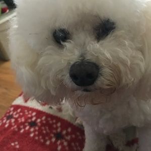 Meet your Posher, Janine